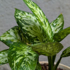 Aglonema Green