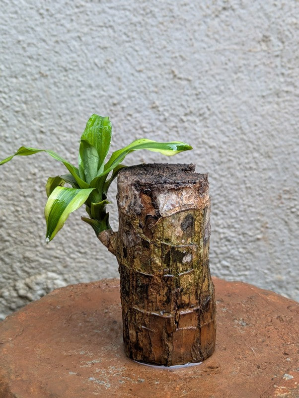 Brazilian Wood Plant