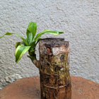 Brazilian Wood Plant
