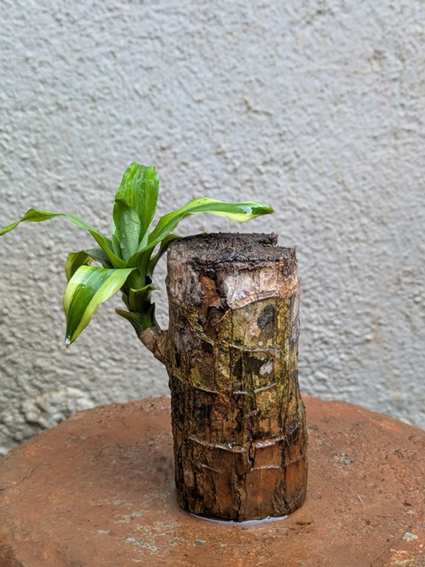 Brazilian Wood Plant