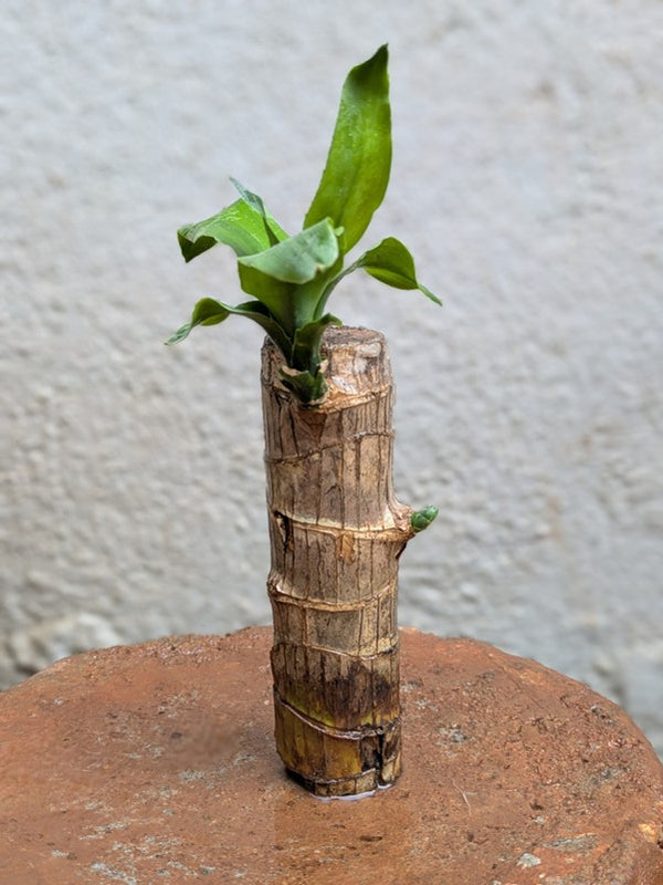 Brazilian Wood Plant