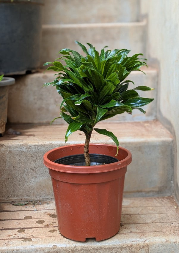 Dracaena Compacta