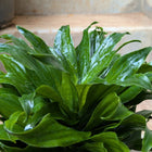 Dracaena Compacta