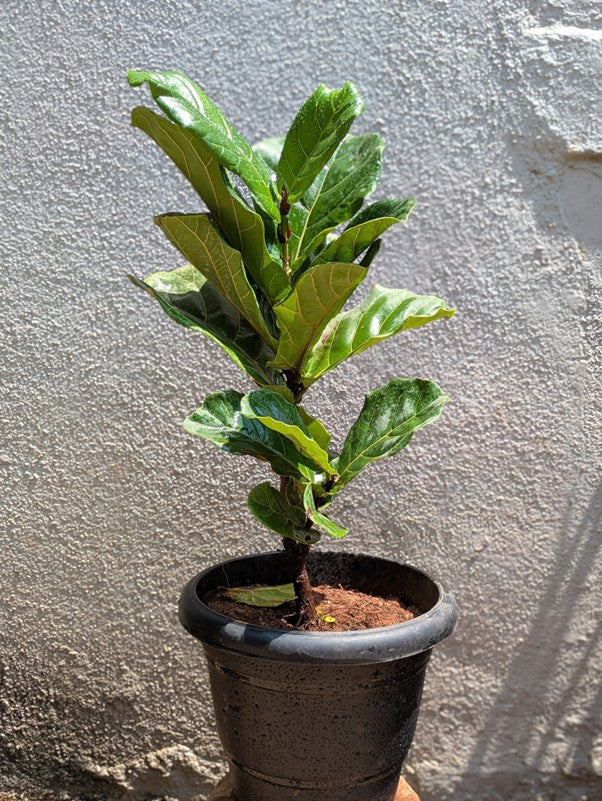 Fiddle Leaf