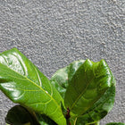 Fiddle Leaf