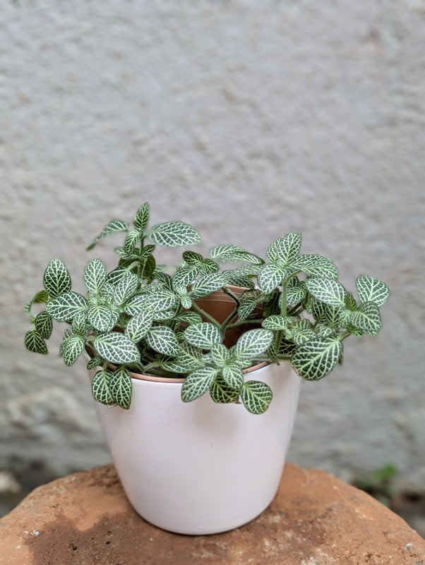 Fittonia