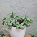 Fittonia