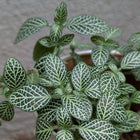 Fittonia
