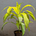 Golden Dracaena