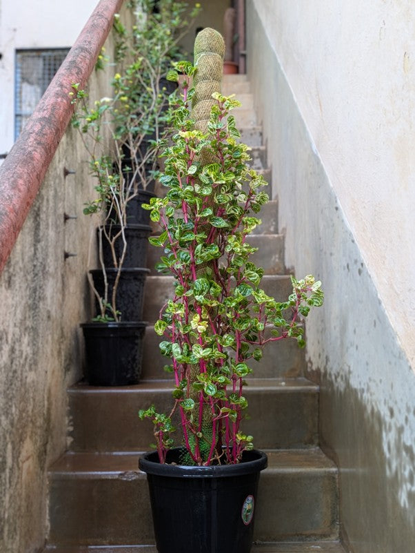 Iresine Pink (Green)