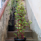 Iresine Pink (Green)