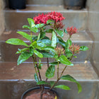 Ixora Flower Plant