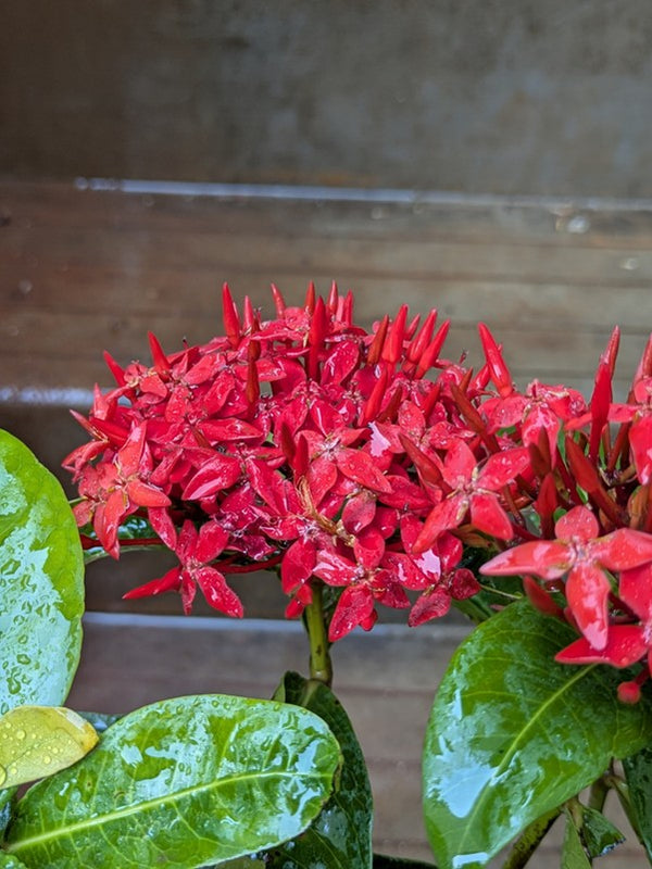 Ixora Flower Plant