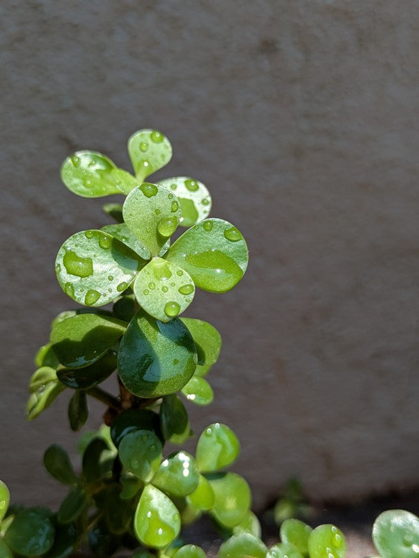 Jade Plant