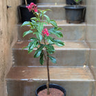Jetropha Flower Plant