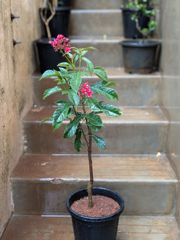 Jetropha Flower Plant