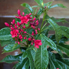 Jetropha Flower Plant