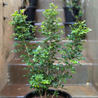 Kamini Plant