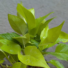 Neon Pothos (Money Plant)