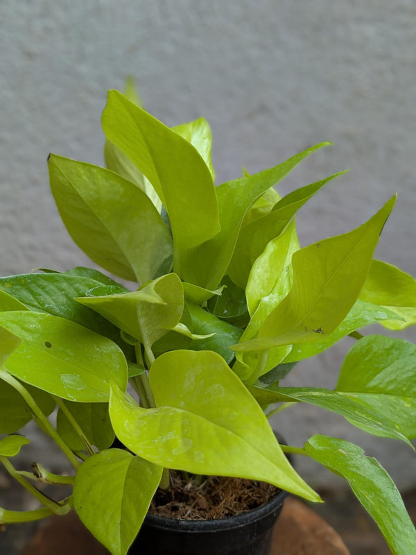 Neon Pothos (Money Plant)