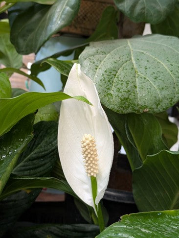 Peace Lily