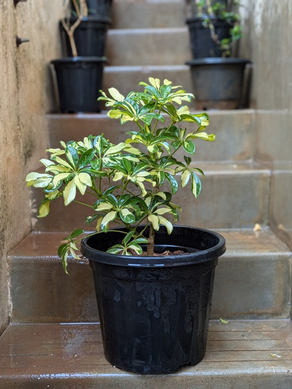 Schefflera Plant