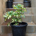 Schefflera Plant