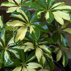 Schefflera Plant