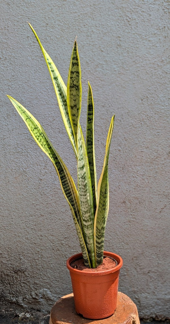 Snake Plant
