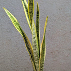 Snake Plant