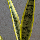 Snake Plant