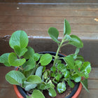 Ajwain Plant