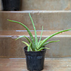 Aloevera Small