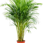 Areca Palm (Medium)