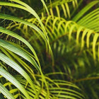 Areca Palm (Medium)