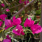 Bougainvillea
