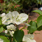 Bougainvillea