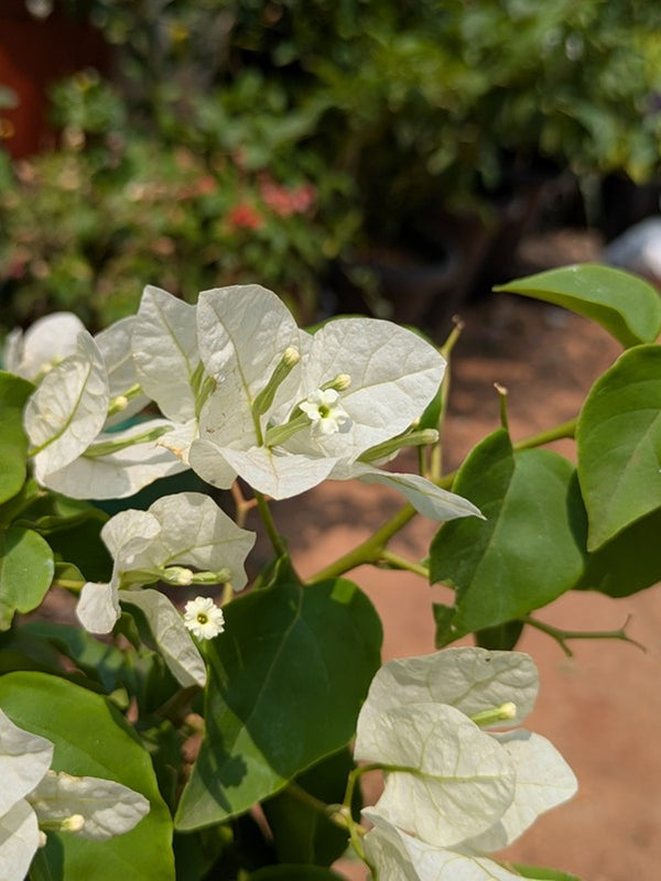 Bougainvillea