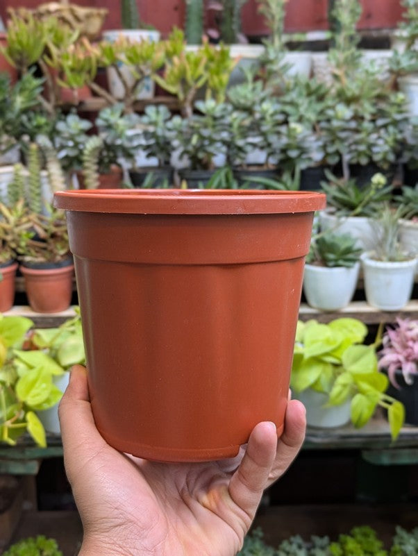 Basic Pots - Brown