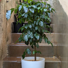 Chinese Doll Plant