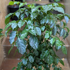 Chinese Doll Plant