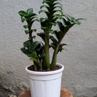 Cobra ZZ Plant