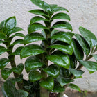 Cobra ZZ Plant