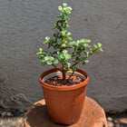 Jade Plant
