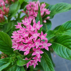 Pentas