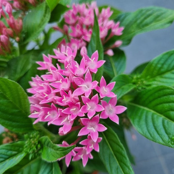 Pentas