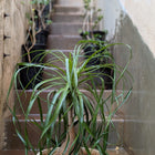 Ponytail Palm