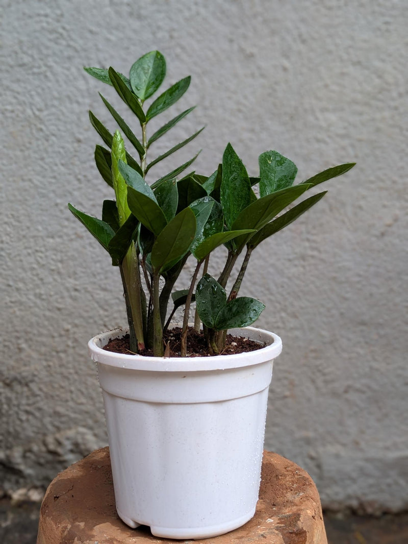 Regular ZZ Plant