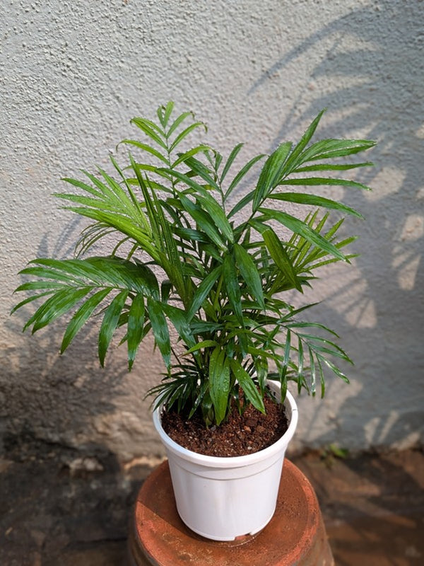 Table Palm