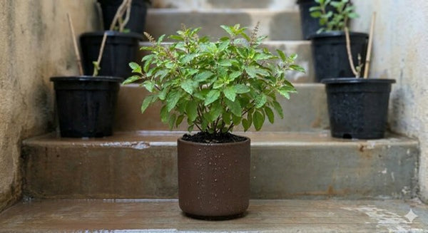 Tulsi (Holy Basil)